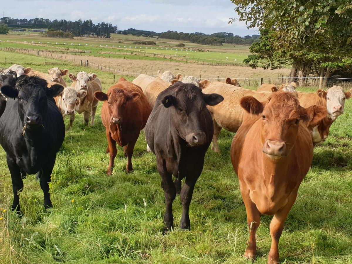 Whiteacres Bed and Breakfast Invercargill Exteriör bild